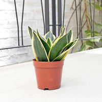 Sansevieria Trifasciata Golden Black (M) in Nursery Grow Pot