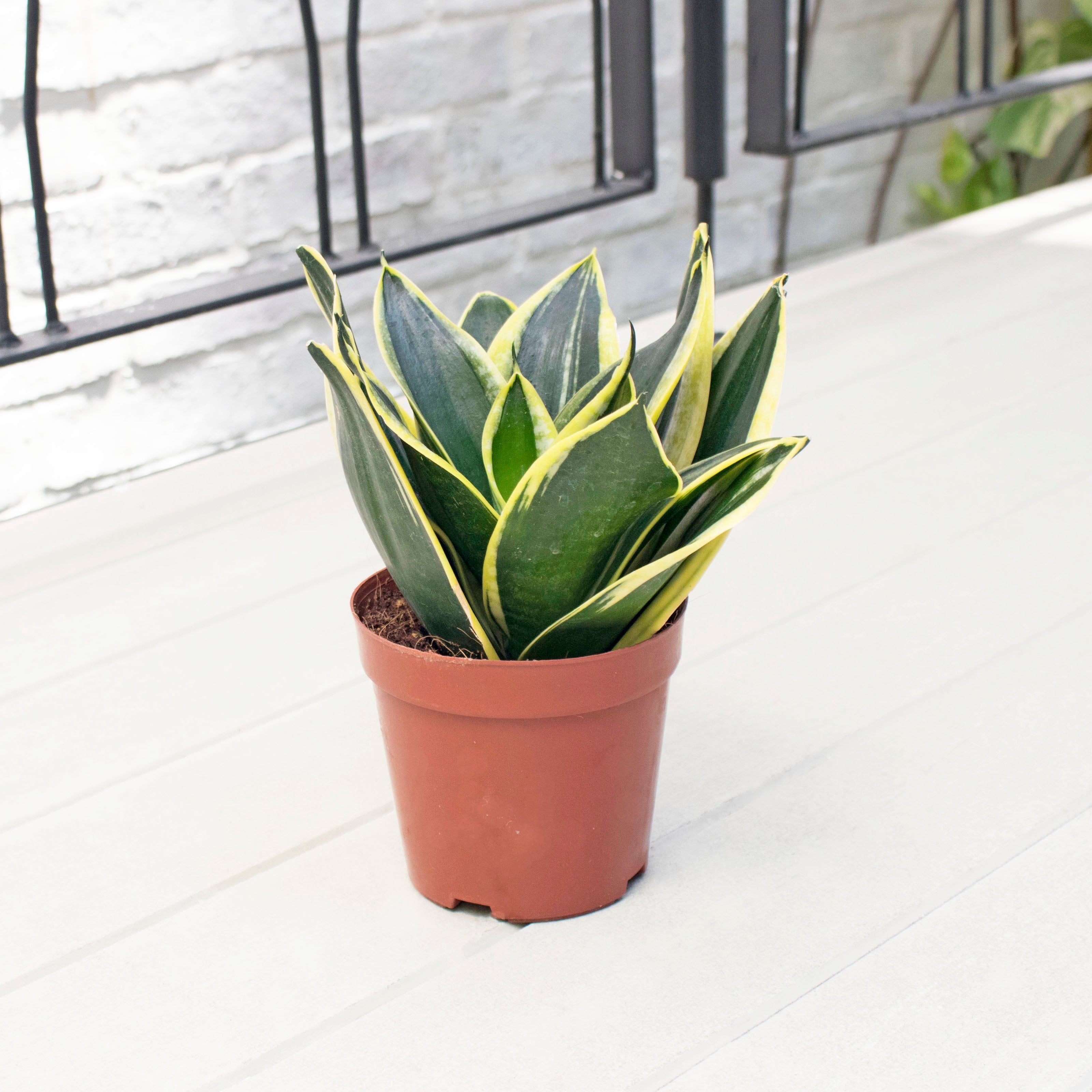 Sansevieria Trifasciata Golden Black (M) in Nursery Grow Pot