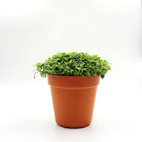 Fittonia Special  in Nursery Grow Pot