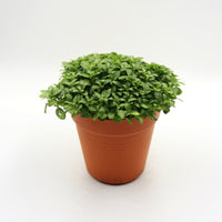 Fittonia Special  in Nursery Grow Pot