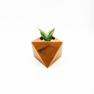 Oc-tahedron with Succulent