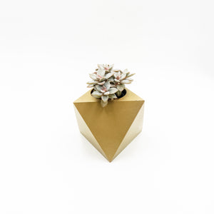 Oc-tahedron with Succulent