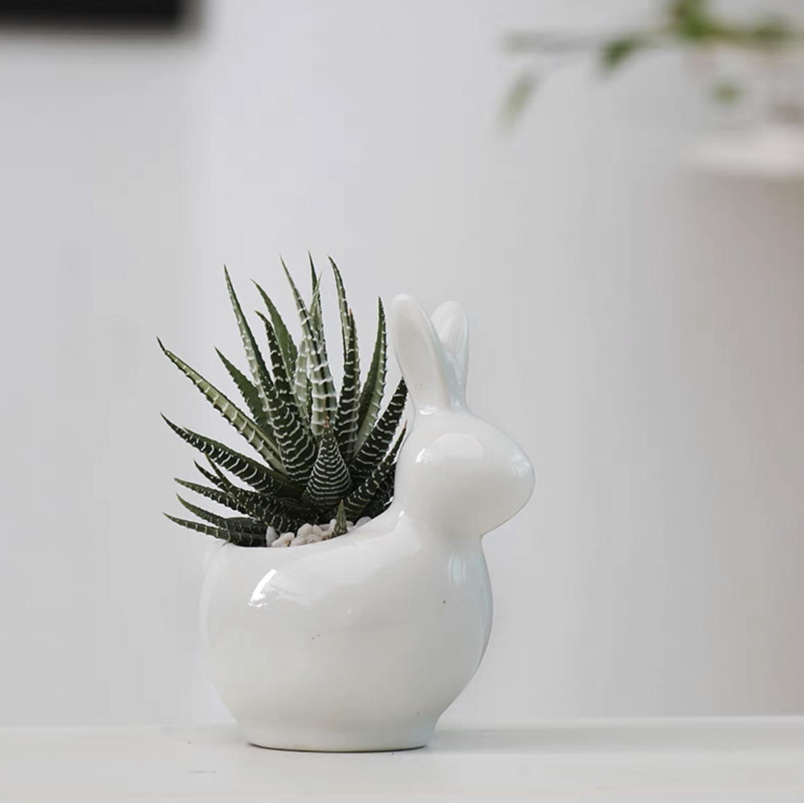 white rabbit succulent Hello Bunny! – Pulpy Garden