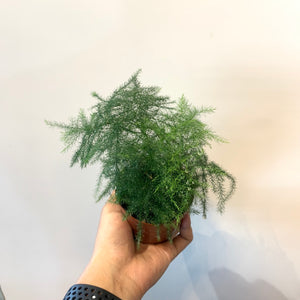 Asparagus Fern in Nursery Grow Pot