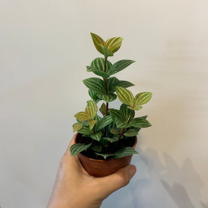 Peperomia Tetragona in Nursery Grow Pot (Small)