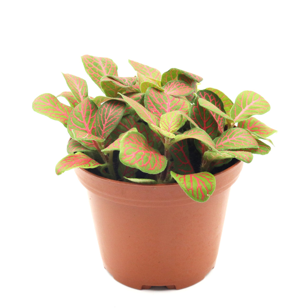 Fittonia Lime Green Red