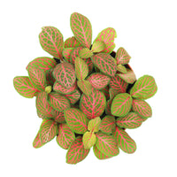 Fittonia Lime Green Red