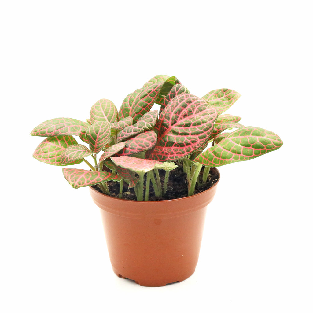 Fittonia Red Green