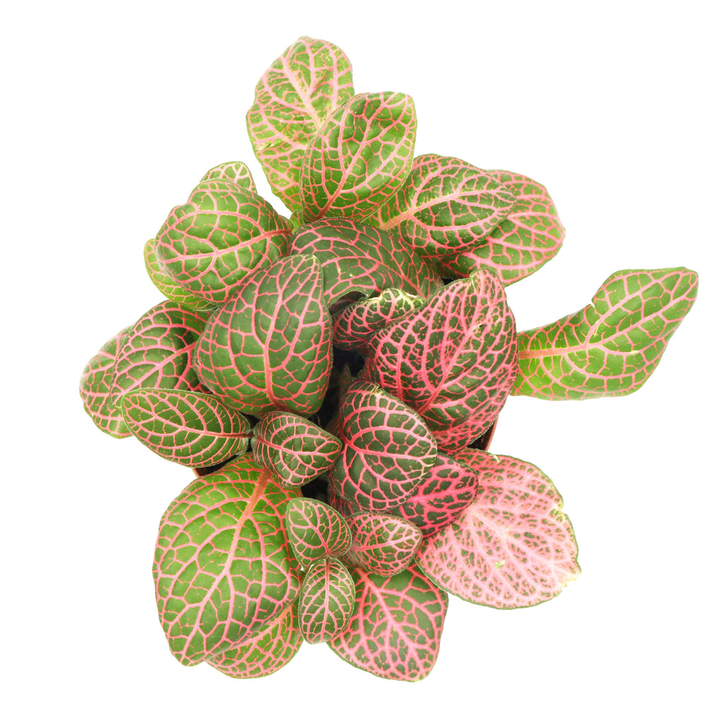 Fittonia Red Green we