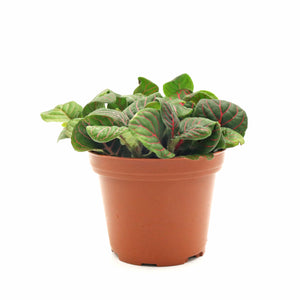 Fittonia Dark Green with red veins in Nursery Grow Pot
