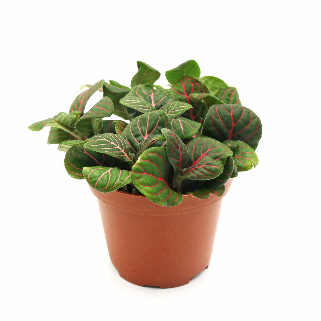 Fittonia Dark Green with red veins in Nursery Grow Pot
