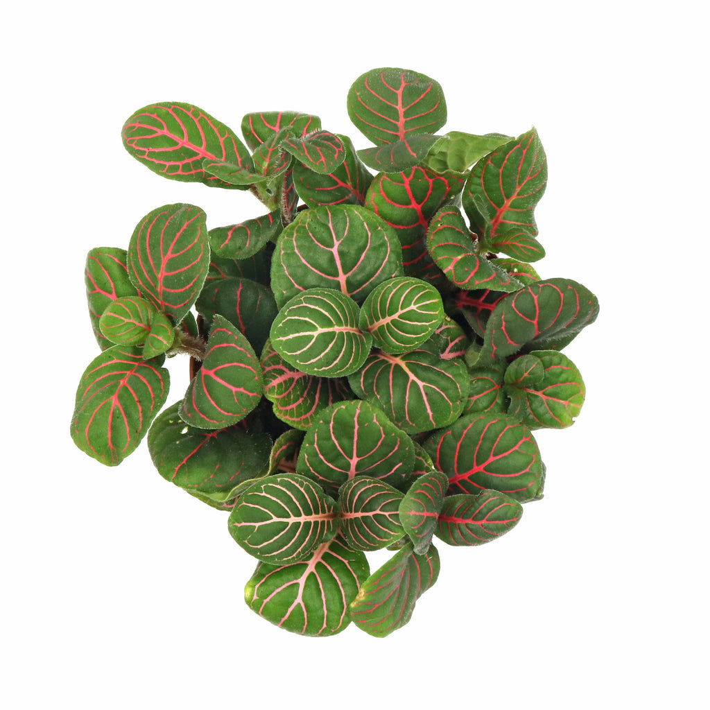 Fittonia Dark Green with red veins in Nursery Grow Pot