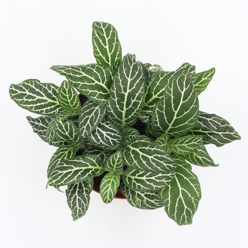 Fittonia albivenis ‘Bambino’ in Nursery Grow Pot