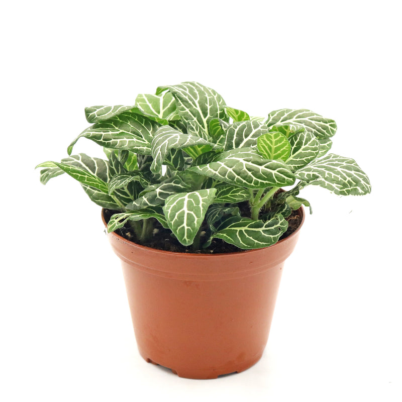 Fittonia albivenis ‘Bambino’ in Nursery Grow Pot