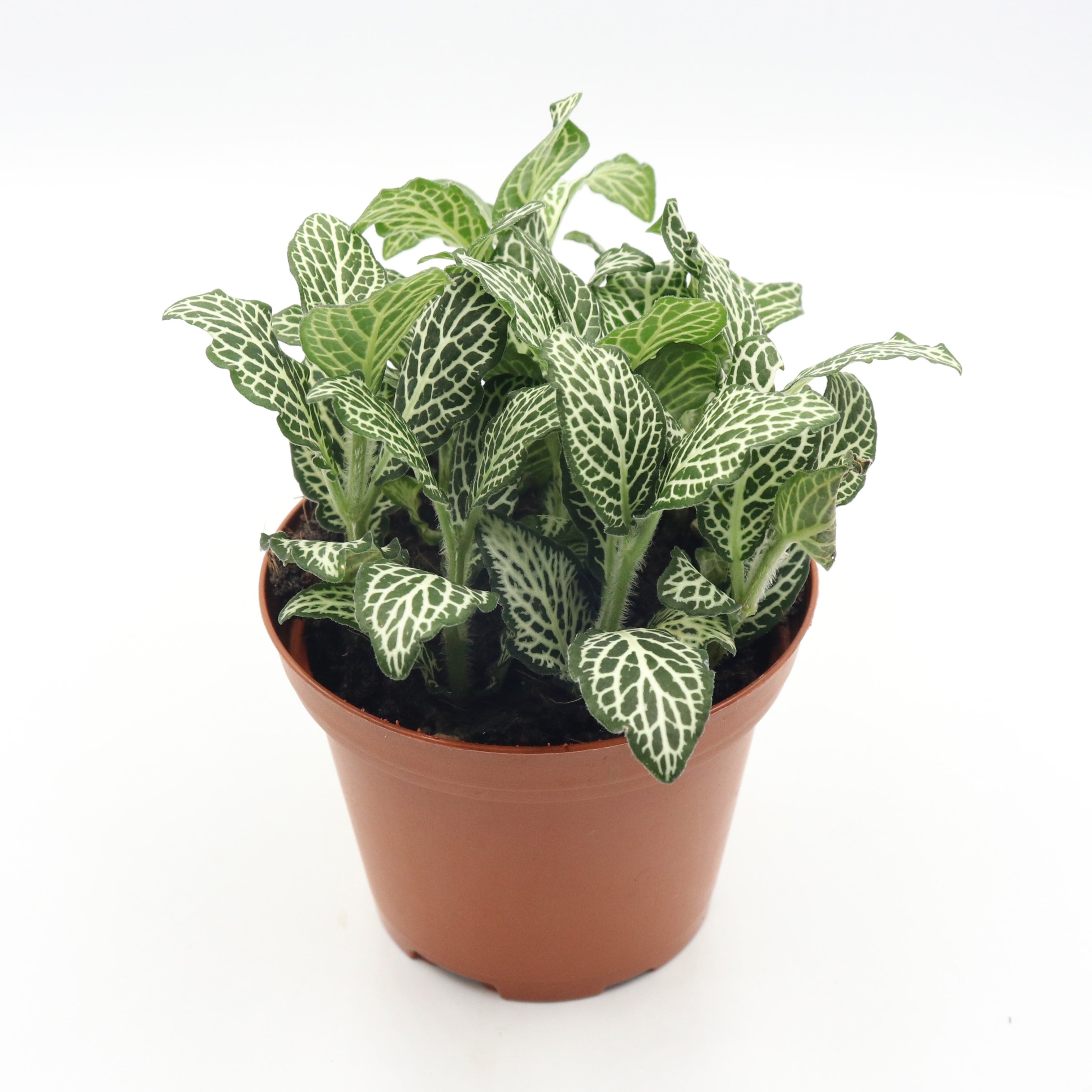 17+ Mini White Fittonia Fittonia White Mini Plant in Nursery Grow Pot – Pulpy Garden
