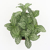 Fittonia White Mini Plant in Nursery Grow Pot