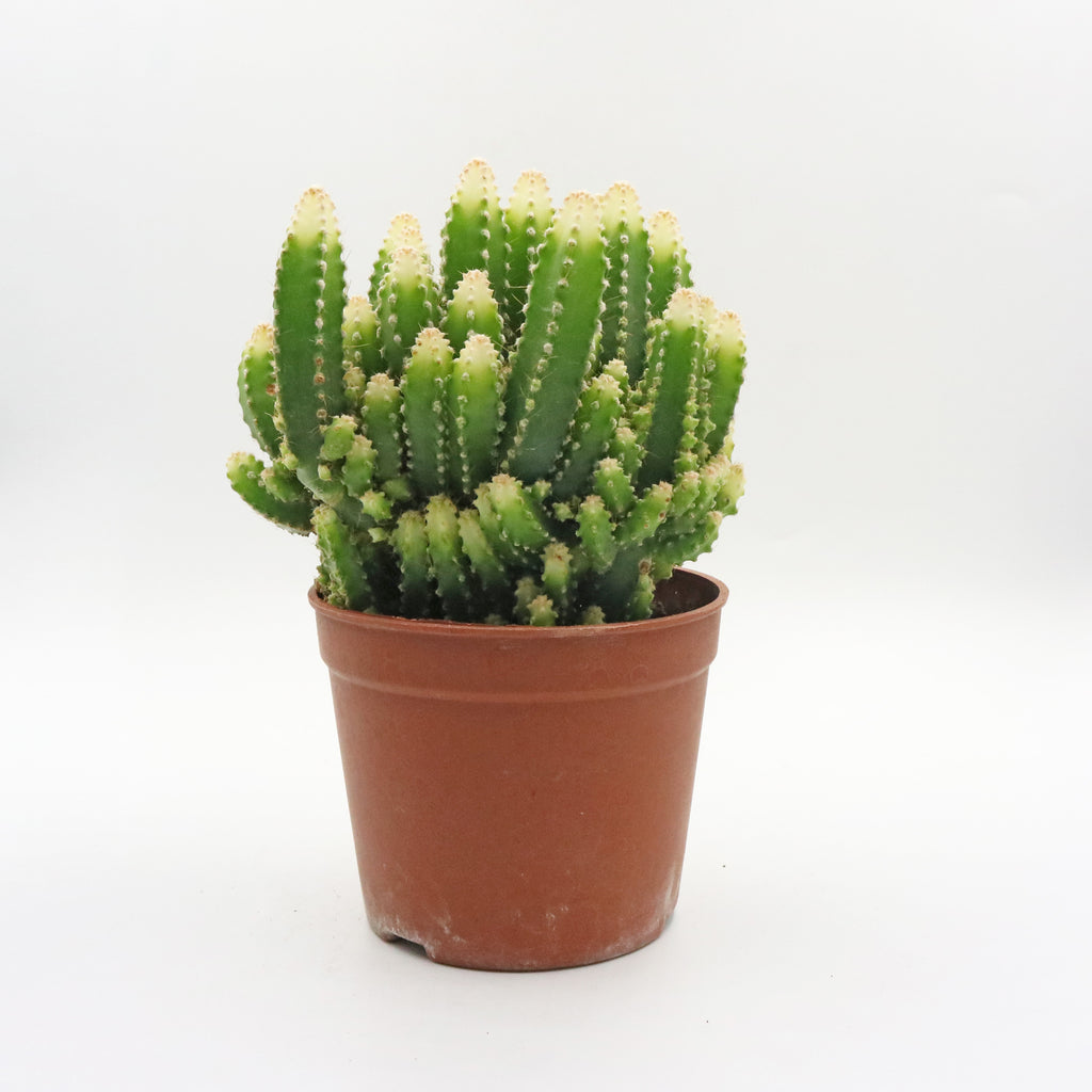 Fairy Castle Cactus in Nursery Grow Pot