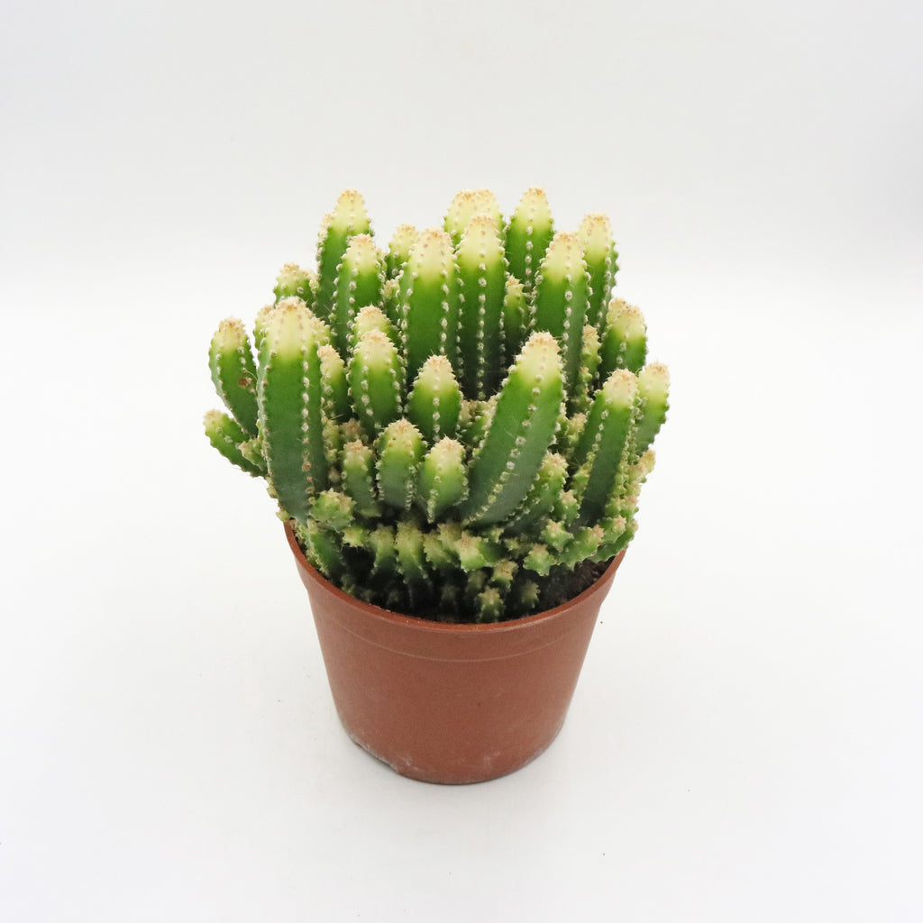 Fairy Castle Cactus in Nursery Grow Pot