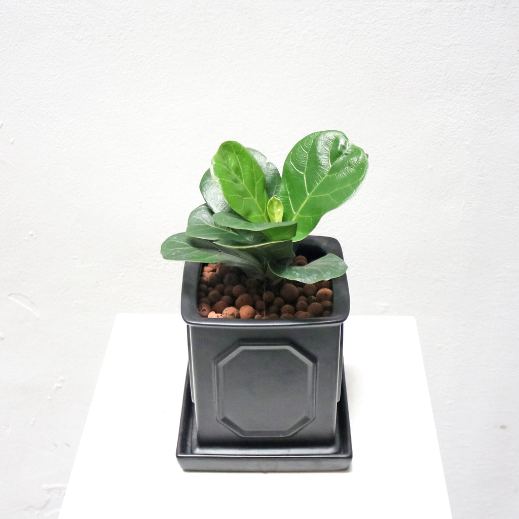 Ficus Lyrata - 'Fiddle Leaf Fig’ in Square Black Matte Planter (S)