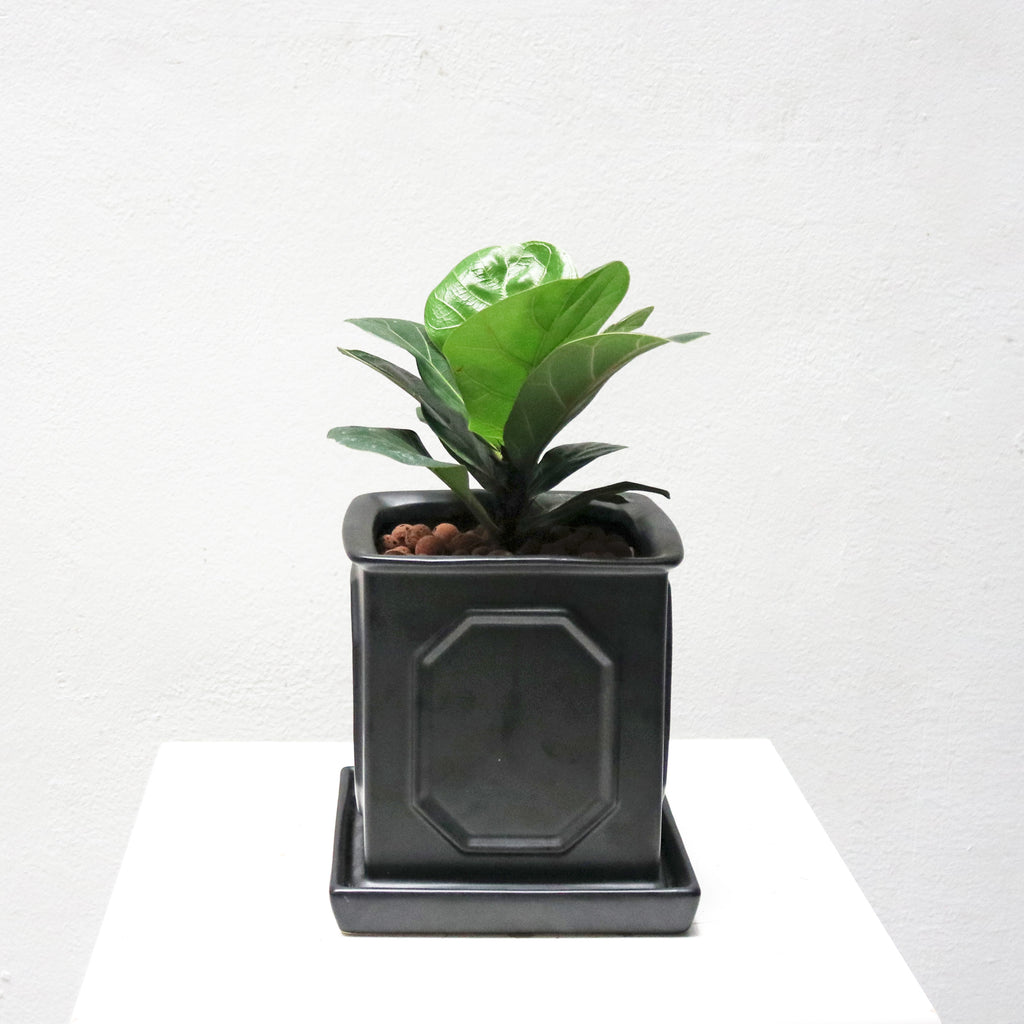Ficus Lyrata - 'Fiddle Leaf Fig’ in Square Black Matte Planter (S)