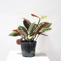 Calathea maranta leuconeura in Nursery Grow Pot