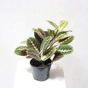 Calathea maranta leuconeura in Nursery Grow Pot