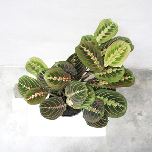 Calathea maranta leuconeura in Nursery Grow Pot