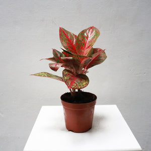 Aglaonema Red Ruby in Nursery Grow Pot