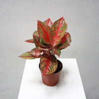 Aglaonema Red Ruby in Nursery Grow Pot