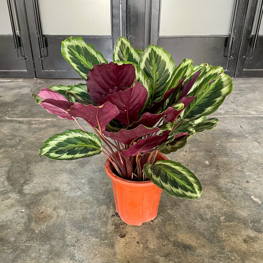 Calathea Roseopicta 'Medallion’ in Nursery Grow Pot