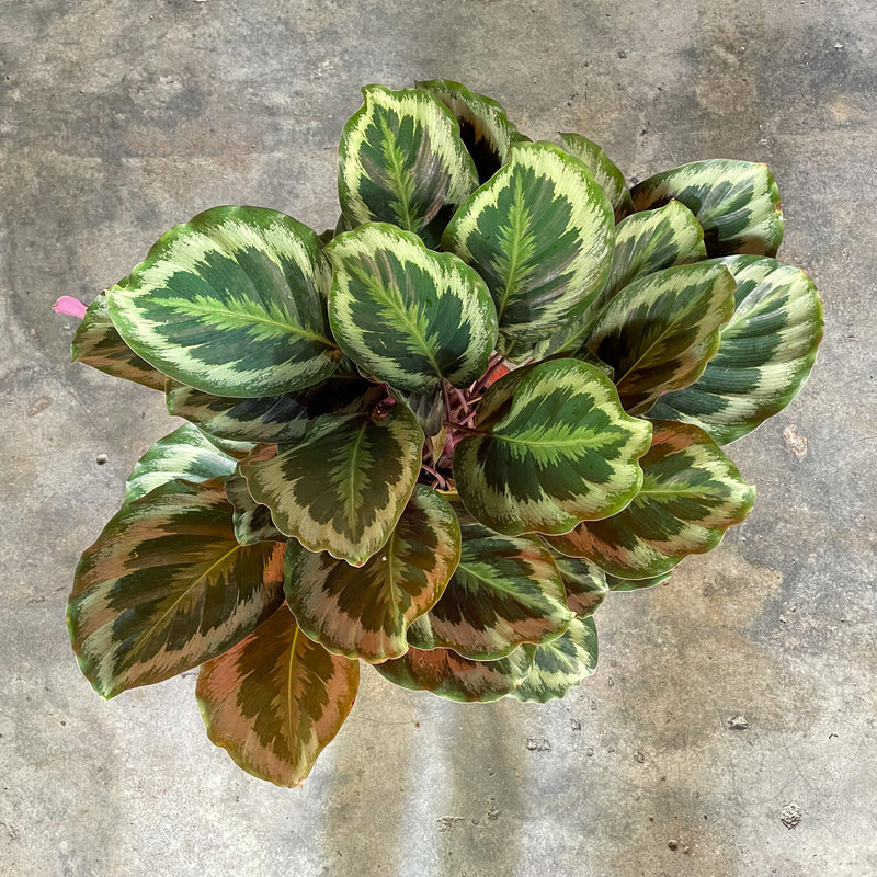 Large Calathea Roseopicta 'Medallion’ in Nursery Grow Pot