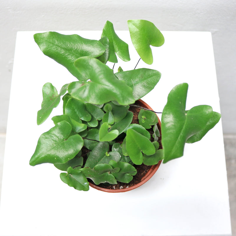 Hemionitis Heart Fern in Nursery Grow Pot