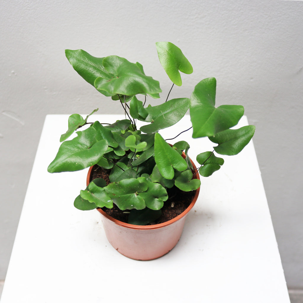 Hemionitis Heart Fern in Nursery Grow Pot