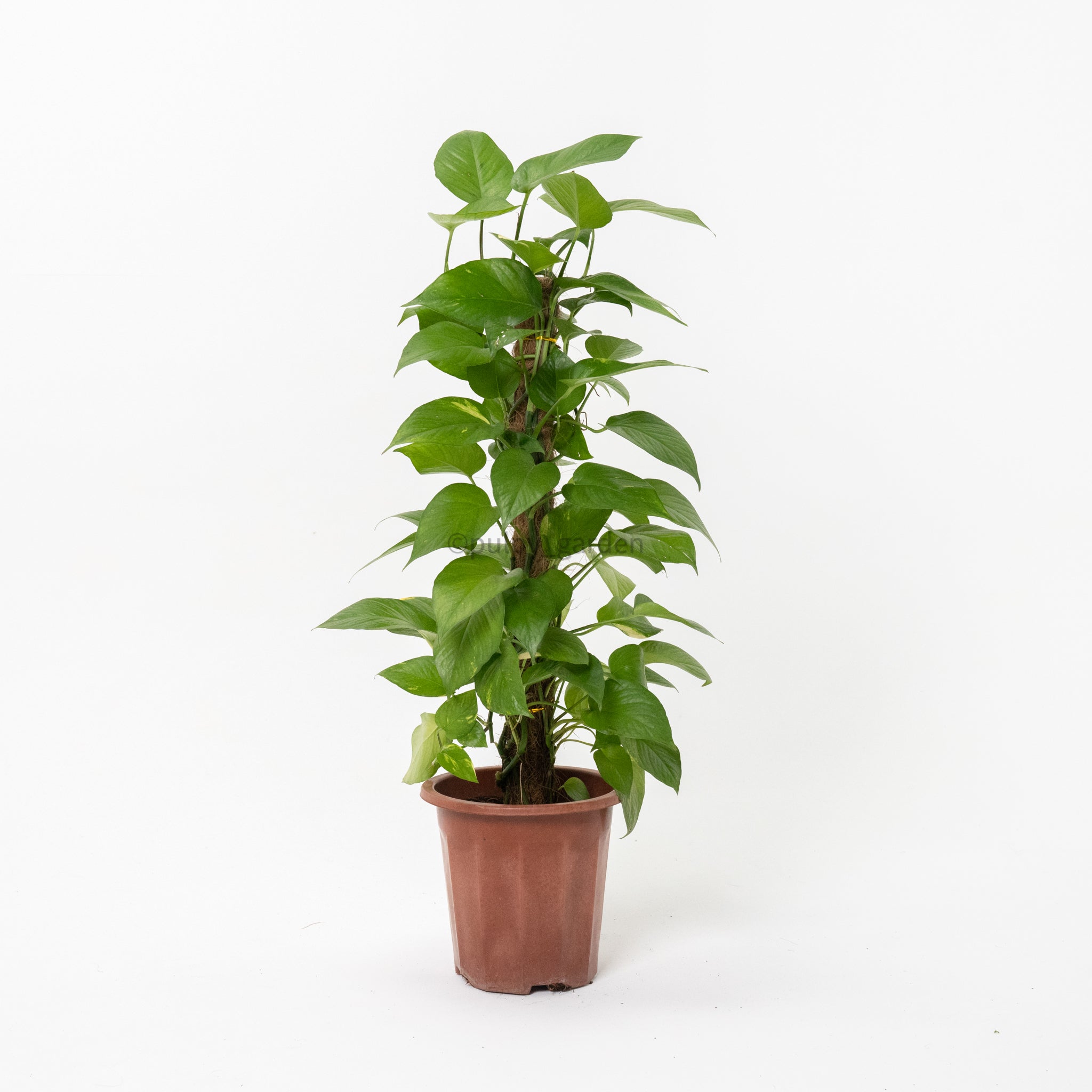 pot size for money plant Large Money Plant (90cm) in Nursery Grow Pot – Pulpy Garden