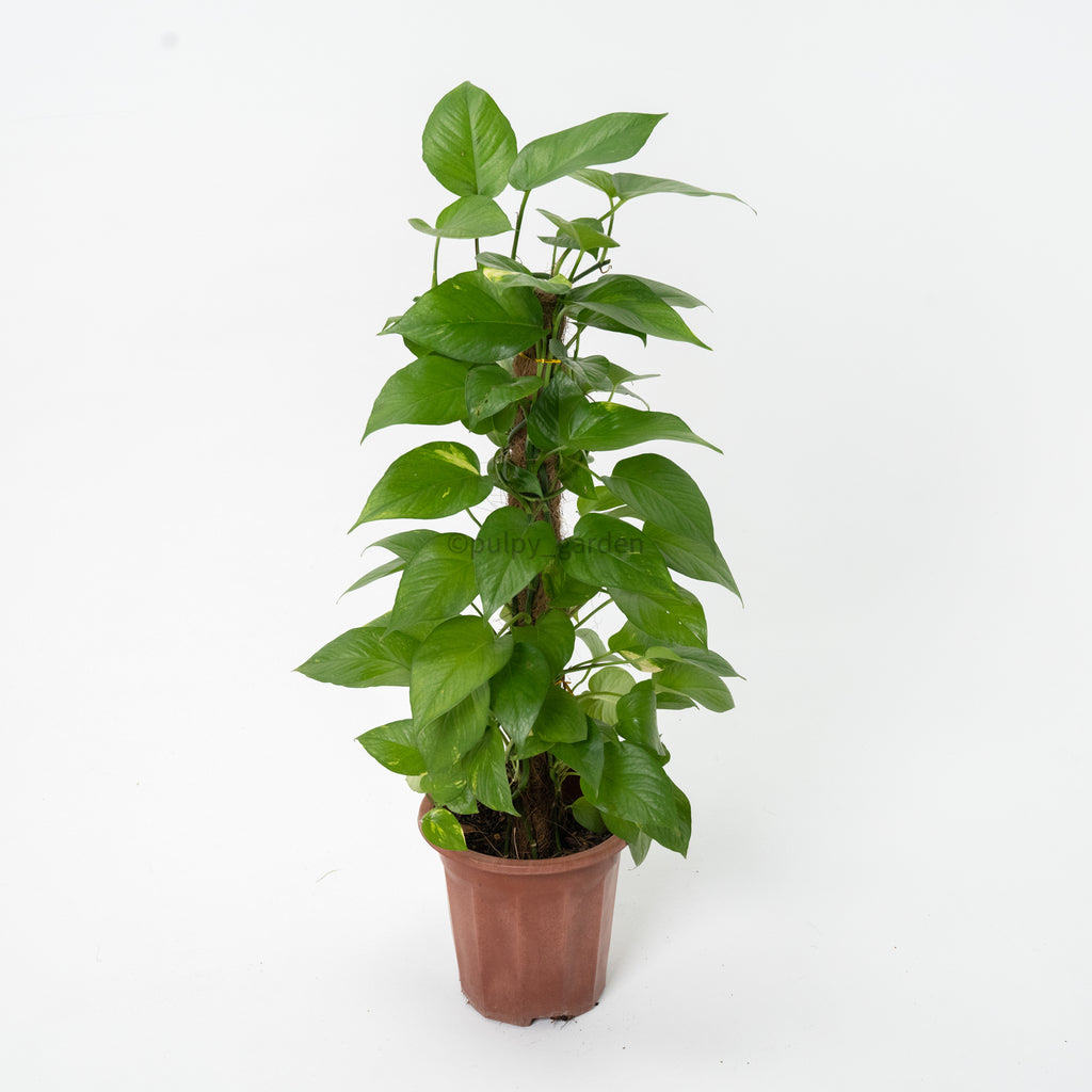 Large Money Plant (120cm) in Nursery Grow Pot