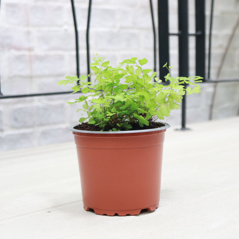 Maidenhair Fern in Nursery Grow Pot