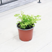 Maidenhair Fern in Nursery Grow Pot