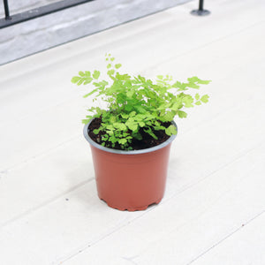 Maidenhair Fern in Nursery Grow Pot