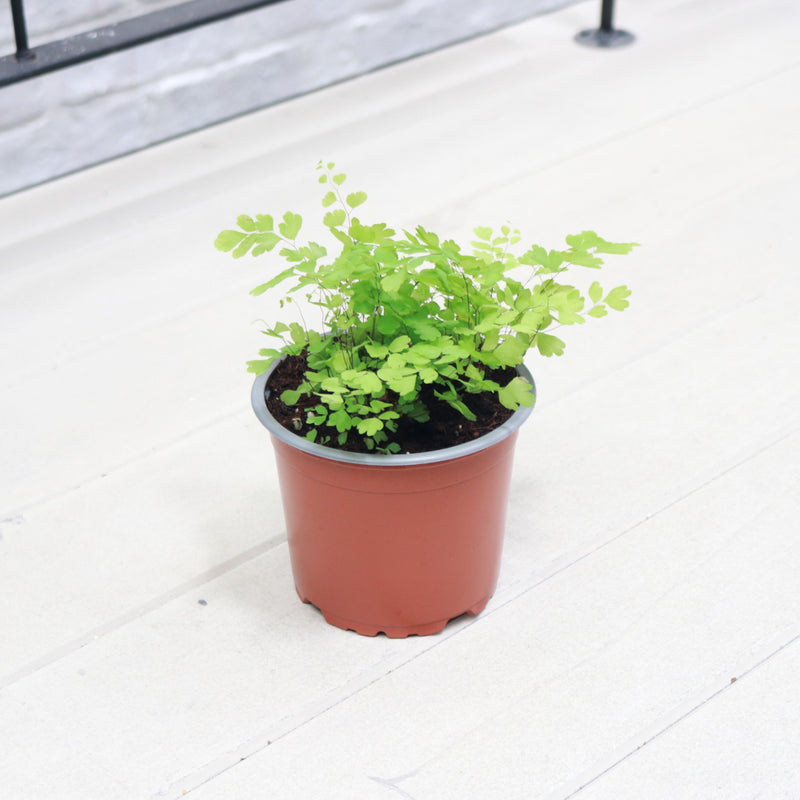 Maidenhair Fern in Nursery Grow Pot