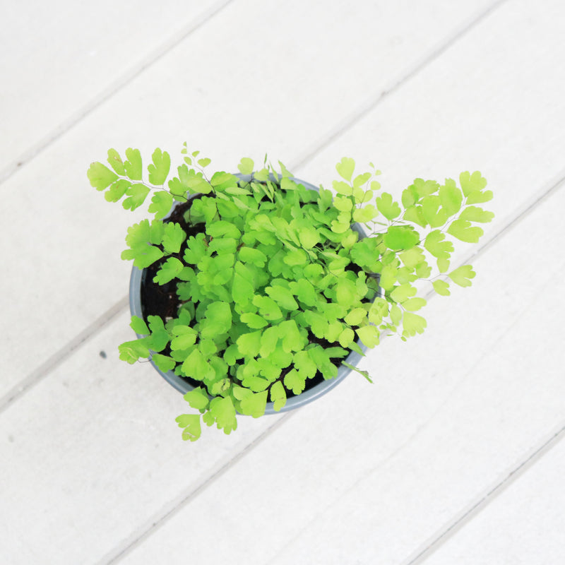 Maidenhair Fern in Nursery Grow Pot