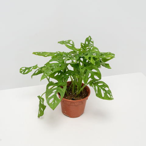 monstera adansonii pot type Monstera adansonii in Nursery Grow Pot – Pulpy Garden