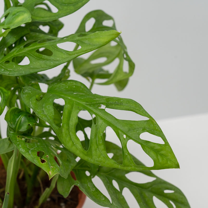 monstera adansonii pet safe Monstera adansonii in Nursery Grow Pot – Pulpy Garden