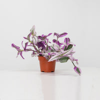 Tradescantia Nanouk in Nursery Grow Pot