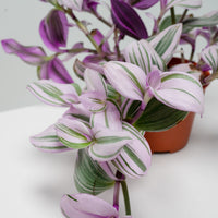 Tradescantia Nanouk in Nursery Grow Pot