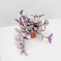 Tradescantia Nanouk in Nursery Grow Pot