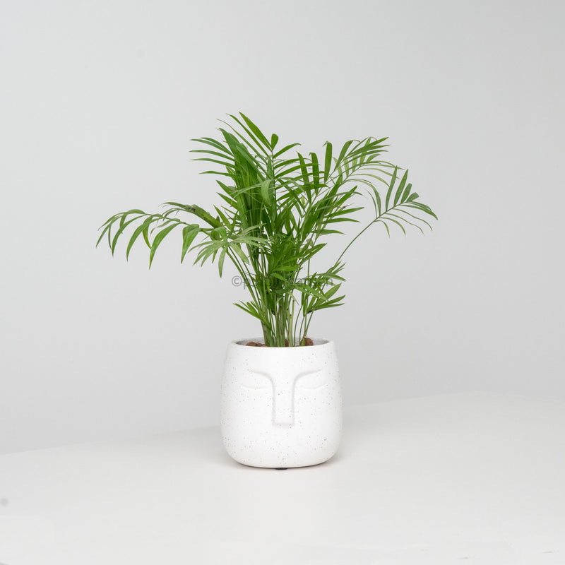 Chamaedorea elegans in Serene Face Planter