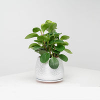 Peperomia obtusifolia Green (L) in Cracked Shell Planter