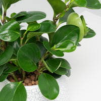 Peperomia obtusifolia Green (L) in Cracked Shell Planter