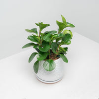 Peperomia obtusifolia Green (L) in Cracked Shell Planter