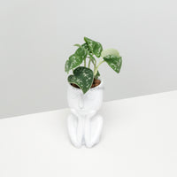 Scindapsus pictus ‘silver pothos' in Sleeping Beauty